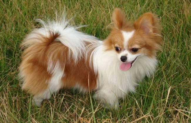 纯种蝴蝶犬价格 纯种蝴蝶犬价格多少钱一只(图1)