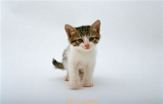 小猫睡觉呼吸急促 是什么原因(图1)