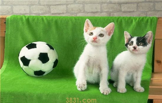 小猫突然没精神 小猫要注意猫瘟!(图1)