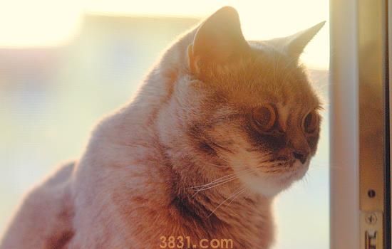 猫咪误食硅胶奶嘴 主人切莫粗心大意了(图1)