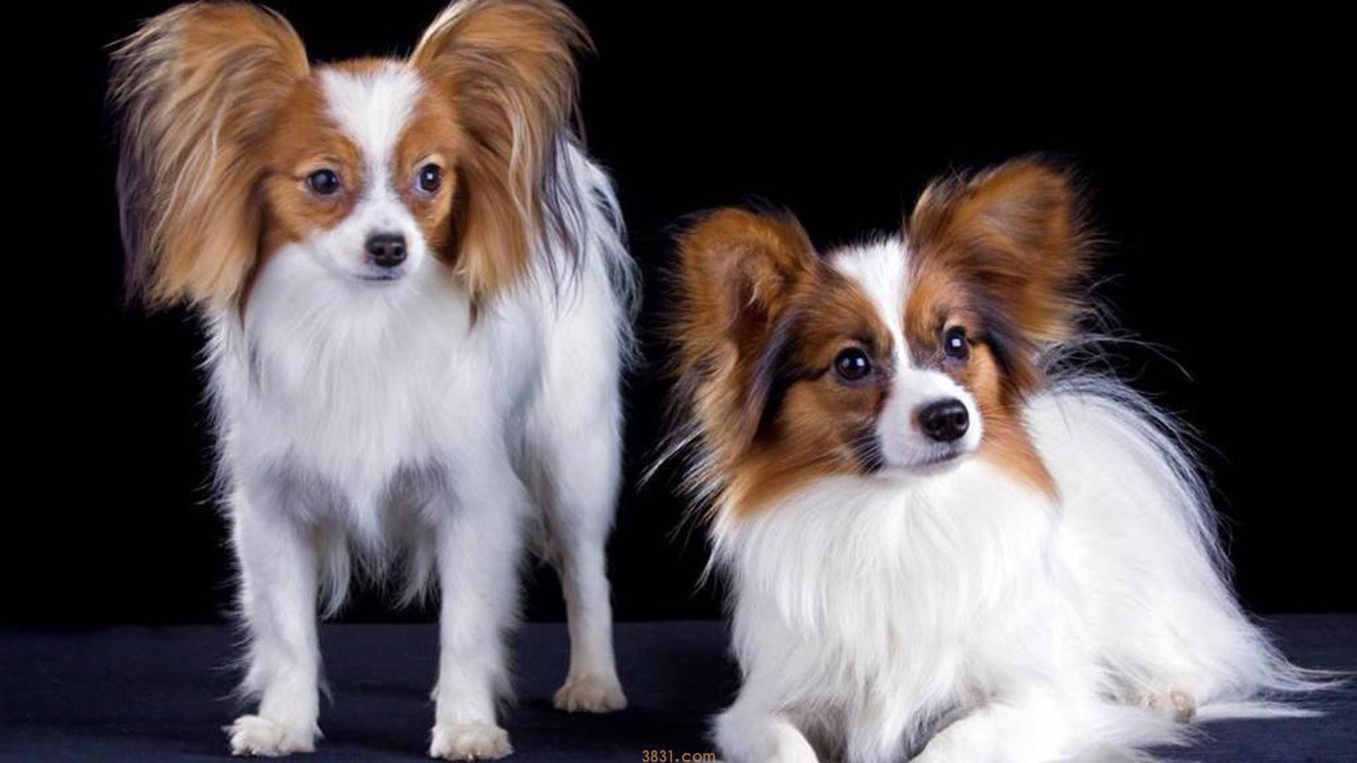 蝴蝶犬的价格 蝴蝶犬的价格是多少钱一只(图1)
