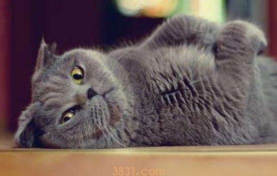 小猫一直舔铁 这就是属于异食癖啊!(图1)