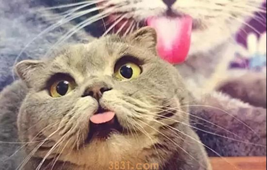 猫为什么总是舔自己的肛门 是得病了吗(图2)