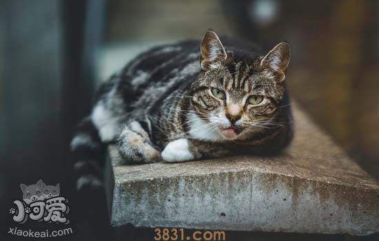 猫吃什么可以帮助吐毛 帮助猫咪吐毛的小秘密(图2)
