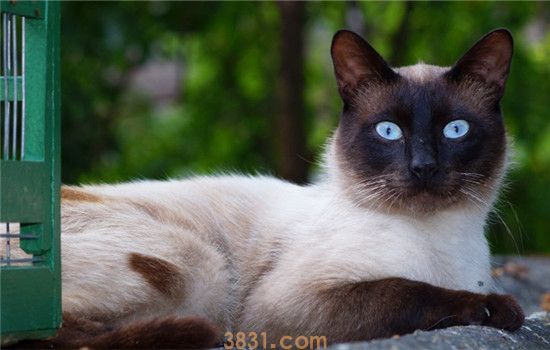 猫咪放养好吗 细数放养猫咪的三大缺点(图1)