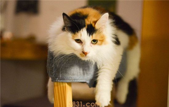 猫咪放养好吗 细数放养猫咪的三大缺点(图2)