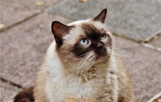 猫打喷嚏是怎么了 猫打喷嚏可能是过敏了(图1)