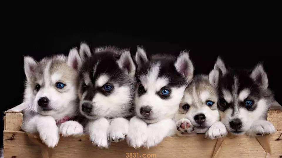 一只哈士奇幼犬多少钱 一只哈士奇幼犬价格(图1)