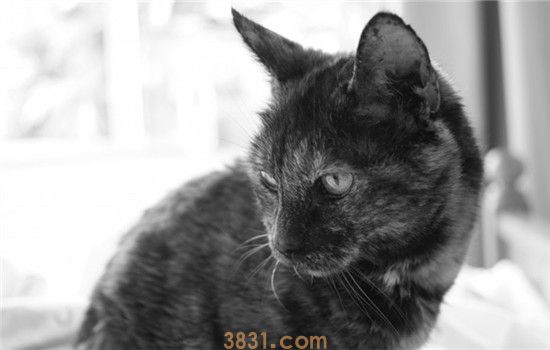 猫打喷嚏是怎么了 猫打喷嚏可能是过敏了(图2)
