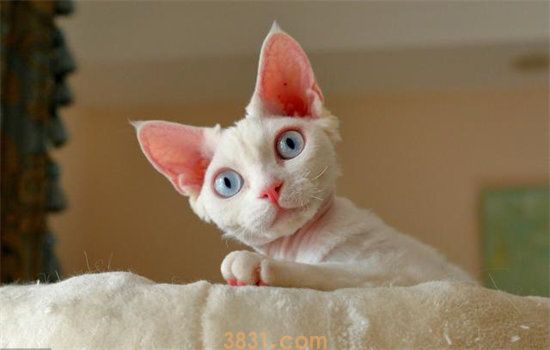 猫条可以天天喂吗 小心猫咪挑食哦(图1)