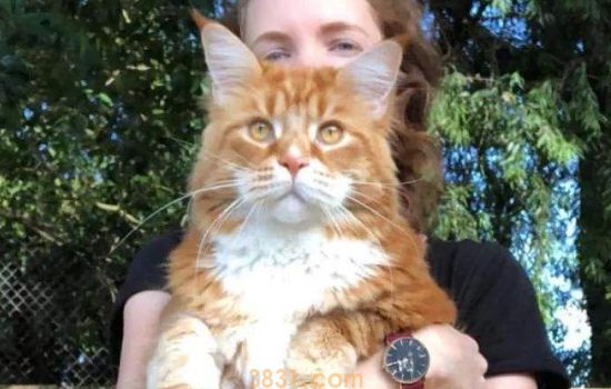 母猫宫缩后面有个球?  主人一定要关注母猫!(图1)
