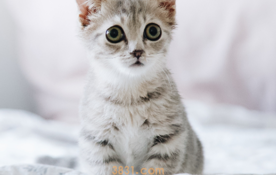猫的体温39.4是正常吗 给猫咪量体温的正确方法(图2)