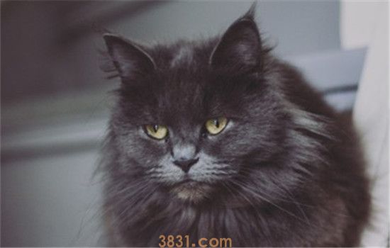 猫咪毛球性胃炎是什么 猫咪得毛球性胃炎的症状是什么(图1)