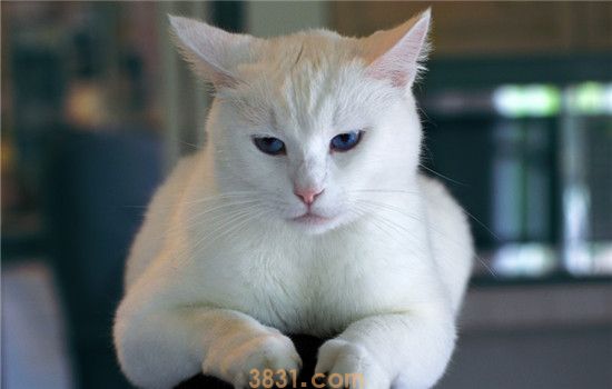 猫咪毛球性胃炎是什么 猫咪得毛球性胃炎的症状是什么(图2)