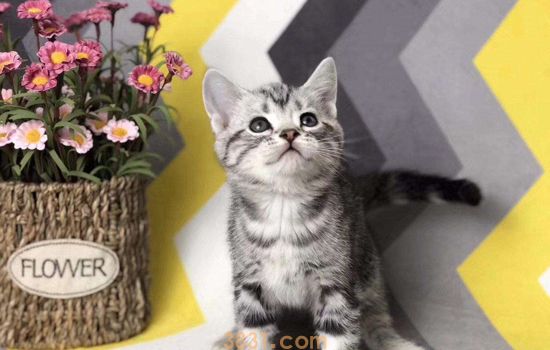养小奶猫需要准备什么东西 这些东西必不可少(图2)