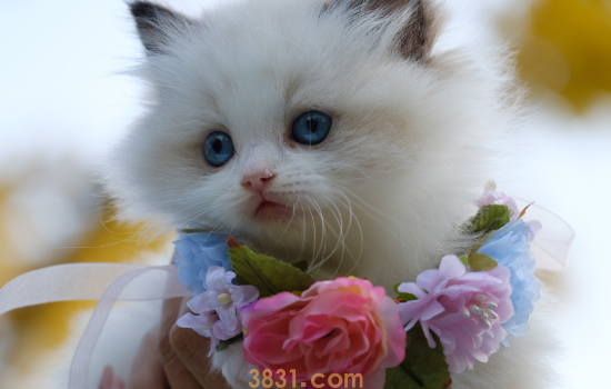 猫突然抽搐然后没事 可能是这些原因导致的(图1)