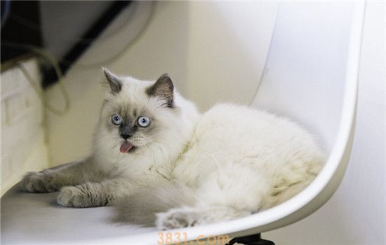 猫的肚子胀是为什么 导致猫咪肚子的原因有哪些(图2)
