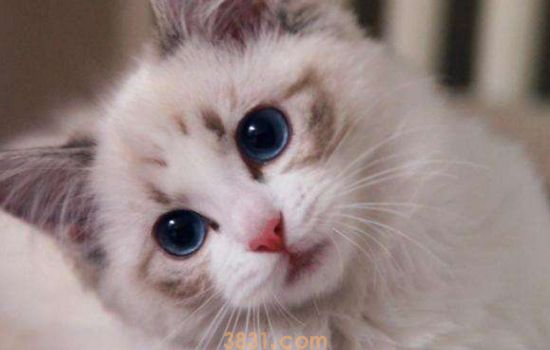猫乳头旁边长黑色点点 毛囊炎需要重视!(图1)