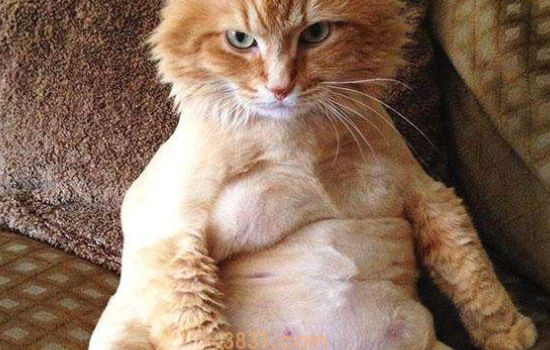 猫可以吃那些消炎药 千万不要乱用药哦!(图1)