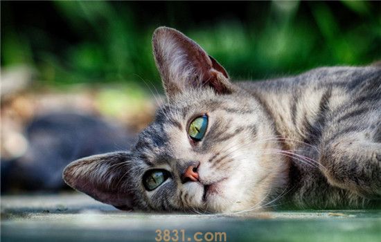 猫为什么也会得脂肪肝 猫又不喝酒为什么会有脂肪肝(图1)