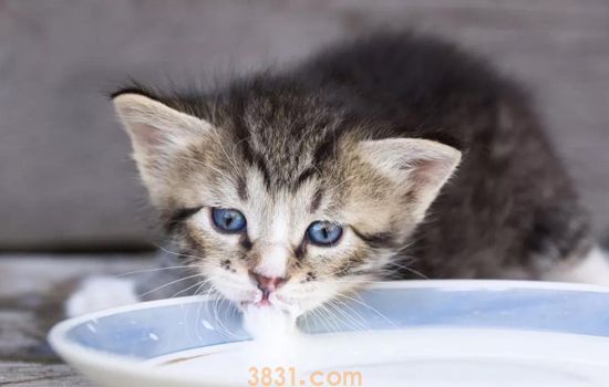 三周大的小奶猫怎么养 新手铲屎官猫妈养成(图1)