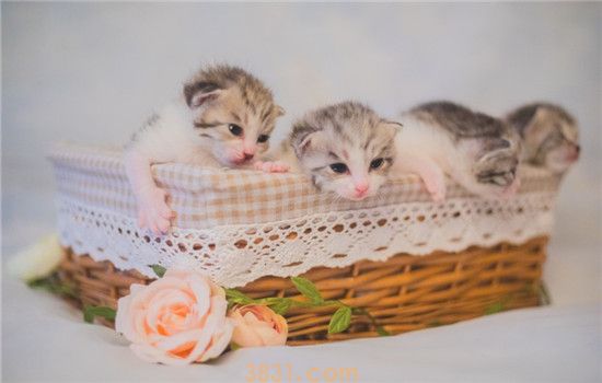 猫为什么也会难产 造成猫难产的原因有哪些(图1)