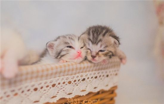 猫为什么也会难产 造成猫难产的原因有哪些(图2)