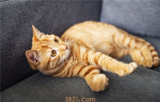 猫打疫苗注意事项 给猫咪打疫苗原来有这么多学问(图1)