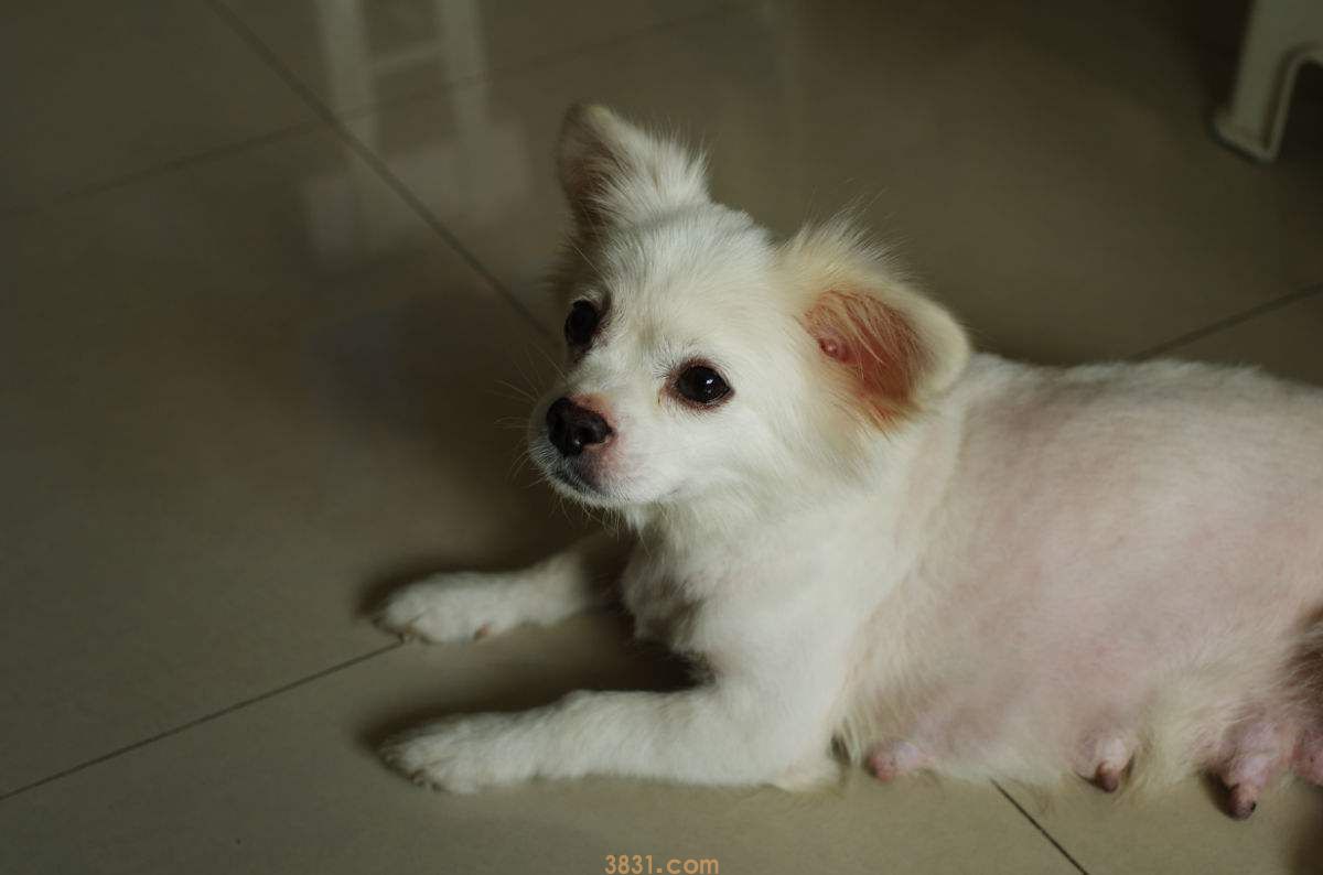 纯白蝴蝶犬多少钱一只 纯白蝴蝶犬价格(图1)