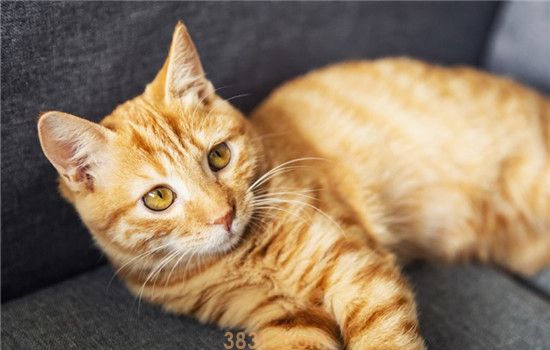 猫打疫苗注意事项 给猫咪打疫苗原来有这么多学问(图2)