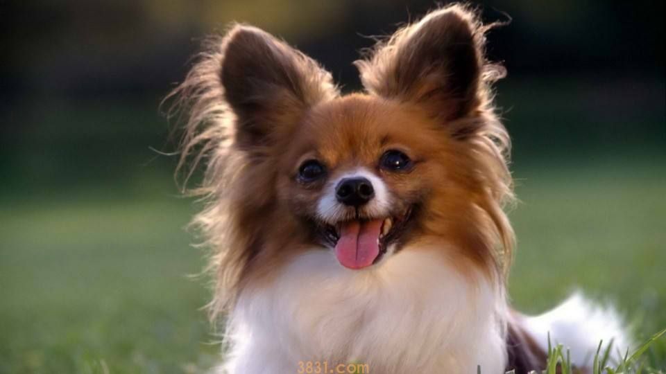 杂交蝴蝶犬多少钱一只 蝴蝶犬串串多少钱一只(图1)
