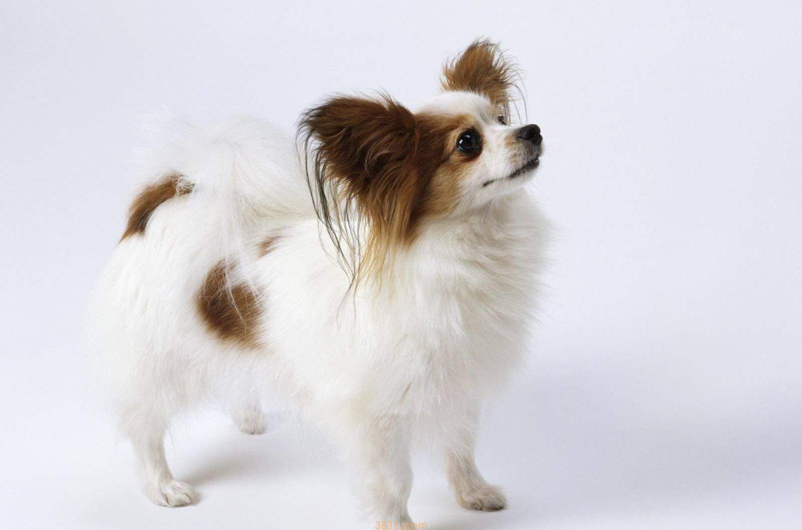 杂交蝴蝶犬价格 杂交蝴蝶犬多少钱(图1)
