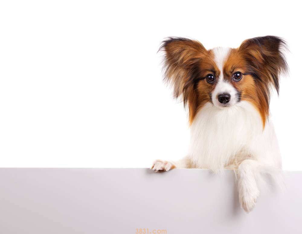 小蝴蝶犬多少钱 小蝴蝶犬多少钱一只(图1)