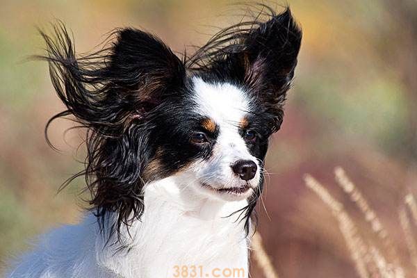 蝴蝶犬幼犬多少钱一只 蝴蝶犬多少钱一只幼仔(图1)