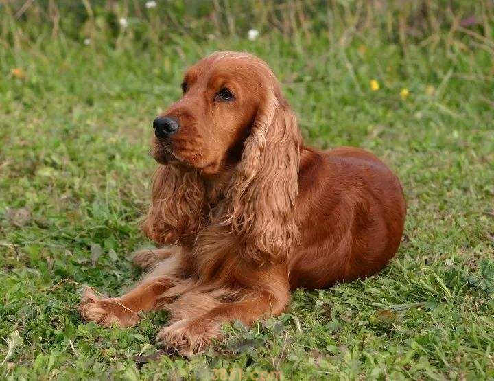 英国可卡犬价格 英国可卡犬的价格(图1)