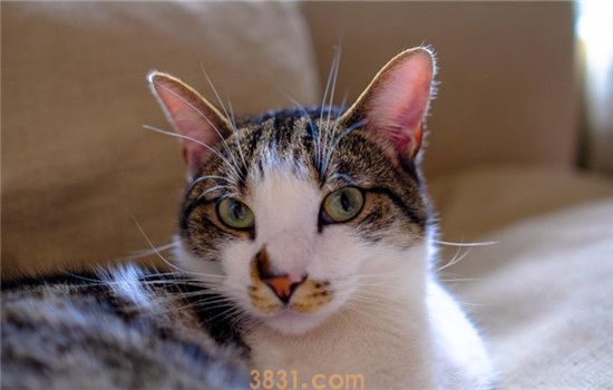 猫分娩前会怎么样 猫咪分娩前流出液体是正常的吗(图1)