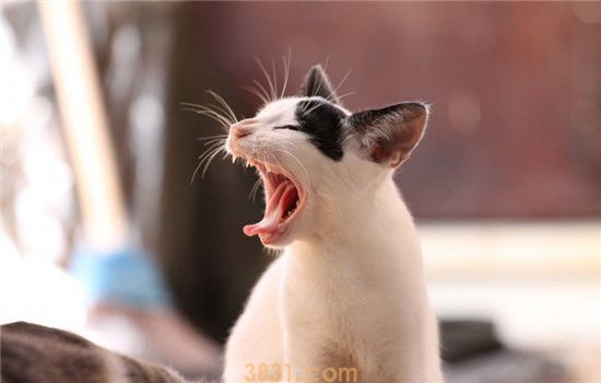 猫分娩前会怎么样 猫咪分娩前流出液体是正常的吗(图2)
