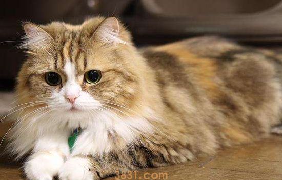 得过猫瘟的猫还会得吗 短期内的抗体并不好使哦!(图1)