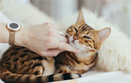 猫临产前有什么征兆 猫咪出现这些症状一定要注意(图2)