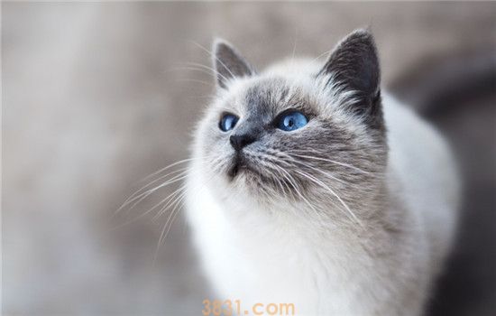 猫临产前有什么征兆 猫咪出现这些症状一定要注意(图1)