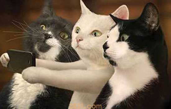 猫总是不喝水怎么办 你家猫缺水了你知道吗!(图2)