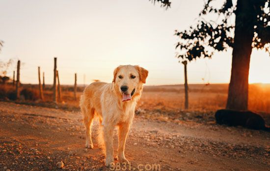 金毛寻回犬价格 金毛寻回犬的价格(图1)