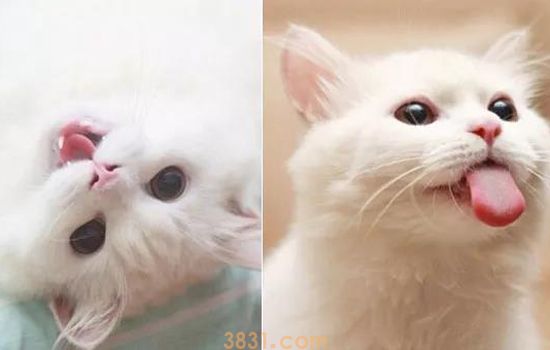 养小奶猫需要什么东西 这些东西一样都不能少(图2)