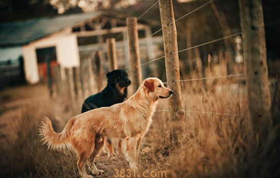 金毛猎犬多少钱 金毛猎犬多少钱一个(图1)