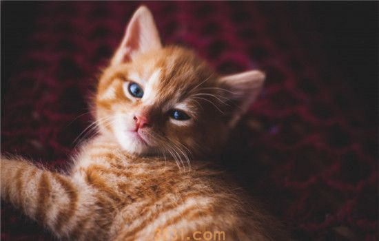很小的小猫吃什么好 要怎么喂养小猫咪才好(图2)