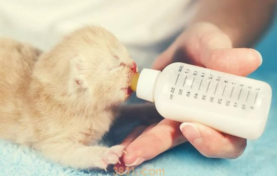 一周的小奶猫怎么养啊 猫妈妈不在身边如何照顾小奶猫(图1)