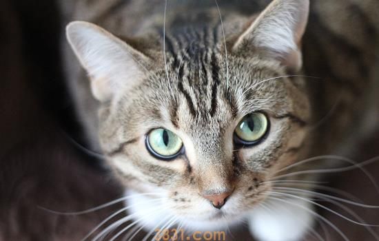 猫耳朵掉毛秃了一块 可能是这些原因导致的(图1)