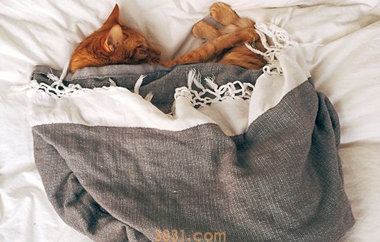 农村的小奶猫怎么养 小奶猫不分贵贱肠胃都脆弱(图1)