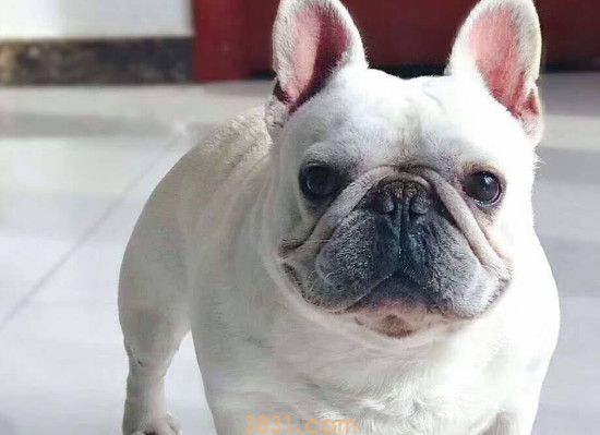 法斗犬多大可以配种(图1)