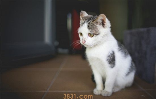 怎么才能预防猫杯状病毒 做到这四点就能有有效预防(图1)